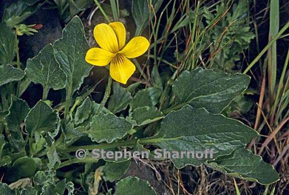 viola purpurea ssp quercetorum 6 graphic